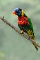multicolorbirdsingapore.jpg